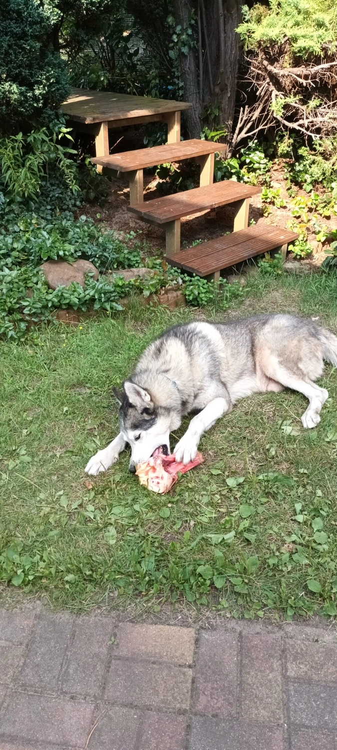B.a.r.f. auf die Kralle — Hundefutter, Katzenfutter — Cottbus — Tiernahrung